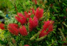 Už ste videli ako kvitne tyčinkovec? Tie krásne kvety si zamilujete Callistemon tyčinkovec