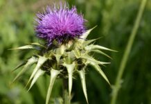 Ostropestrec mariánsky: sila prírody pri ochrane pečene Ostropestrec mariánsky (Silybum marianum)