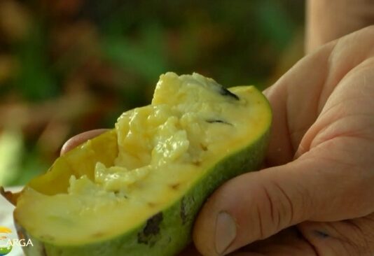 Pawpaw, ovocie zo stromu asimina triloba, vypestujete aj u nás Asimina triloba, -paw-paw, foto youtube