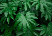 Arálie (fatsie) sú krásne izbové kvety, ktoré môžeme mať aj vonku arália, fatsia japonica izbovka