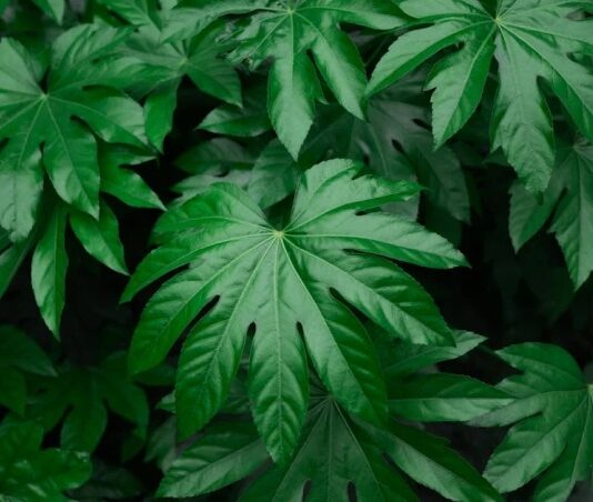 Arálie (fatsie) sú krásne izbové kvety, ktoré môžeme mať aj vonku arália, fatsia japonica izbovka